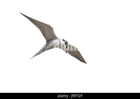 An adult, summer plumage, Common Tern, Sterna hirundo, seabird, in flight. Stock Photo