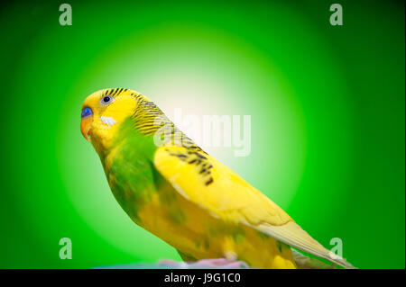 one yellow parrot budgies.bird on the green background. Stock Photo