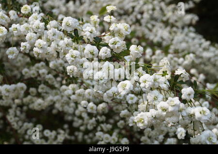 Branch of a bush with white small flowers and green leaves on a spring day Stock Photo
