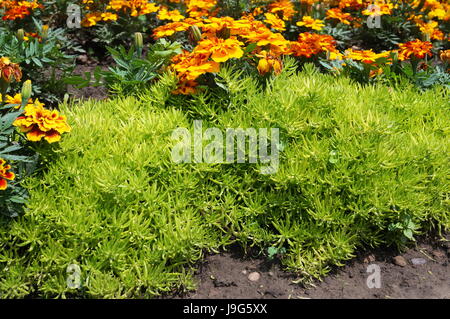 Decorative green bushes with thin leaves grow on a flower bed near yellow marigolds Stock Photo