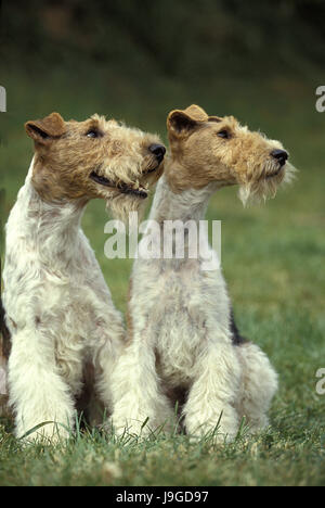 Wire-Haired Fox Terrier Dog, Stock Photo
