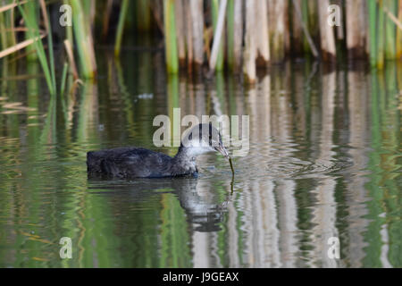 Older coot duckling trying to eat a long grass reed Stock Photo