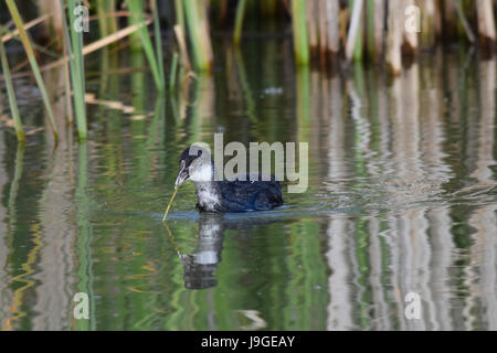 Older coot duckling trying to eat a long grass reed Stock Photo