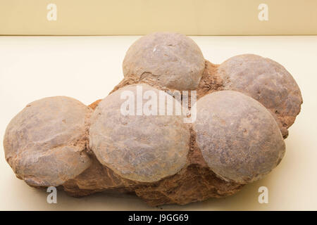 China, Fossilized Dinosaur Eggs Stock Photo