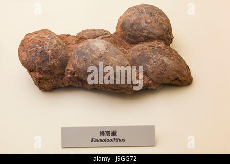 China, Fossilized Dinosaur Eggs Stock Photo