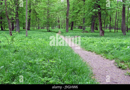 A trail in a green forest Stock Photo