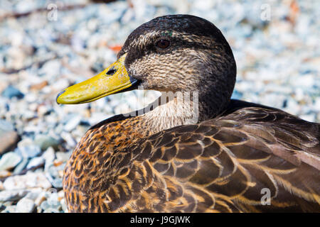 Close-up of a female mallard duck's head (Anas platyrhynchos) in Queenstown, New Zealand Stock Photo