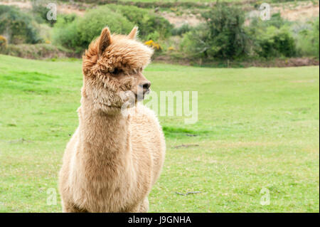 Alpaca Lama Pacos Vicugna Pacos in a field with copy space. Stock Photo