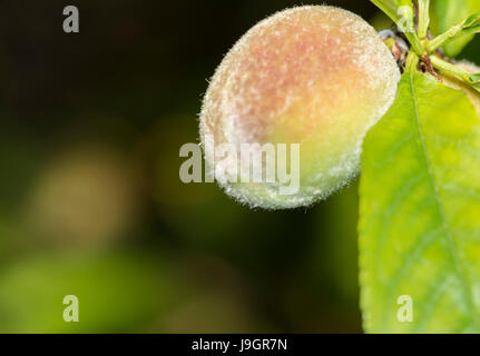 Baby peach in the peach tree, only about an inch in size, with plenty of growth ahead of it. Very shallow focus on the fruit. Stock Photo