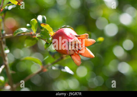 Growing Punica granatum, varitey Nana, commonly known as dwarf pomegranate Stock Photo