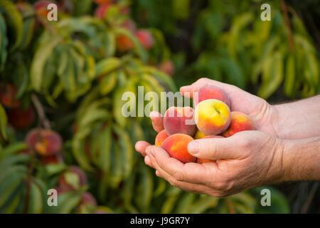 Hands full of peaches fresh from the peach tree which you can see in the backgtround. Shallow focus on the peaches with everything else soft. Stock Photo