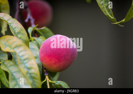 Peaches in a peach tree with very shallow focus on the primary piece of fruit. Stock Photo