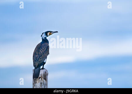 A single great cormorant (Phalacrocorax carbo) in its breeding plumage perching on a concrete structure looking away into the blue sky in Thailand Stock Photo