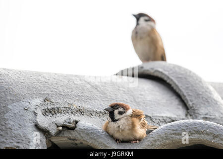 A mating pair of Eurasian tree sparrows (Passer montanus) resting on the roof Stock Photo