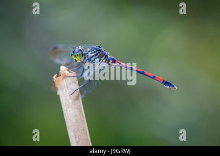 A Scarlet Grenadier (Lathrecista asiatica) Dragonfly, side profile shot of the male as he perches on a broken stick awaiting his prey. Stock Photo