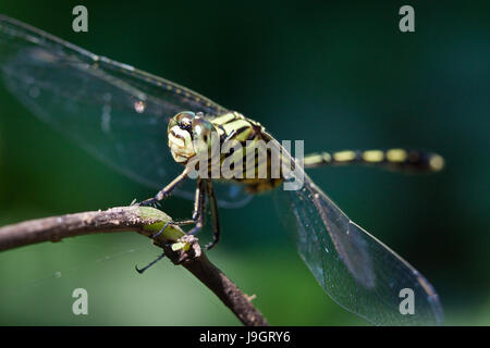 Orthetrum Sabina Dragonfly also known as Slender Skimmer or Green Marsh Hawk, perching on a branch. Beautiful nature macro detail front view of face Stock Photo