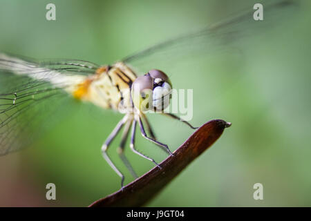 Diplacodes trivialis a macro photography image of an immature female dragonfly. This is a close-up detailed image of the natural world of insects Stock Photo