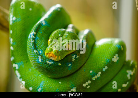 Green tree python Stock Photo