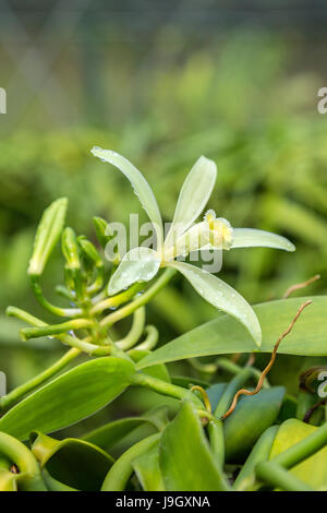 Vanilla orchid flower Stock Photo