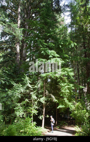 forest around Fort Clatsop, area of Astoria, Oregon, USA, America Stock Photo