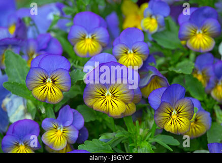 Viola cornuta (Viola Mix) Stock Photo