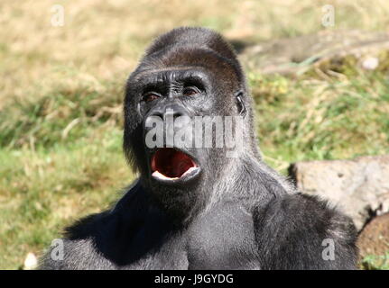 Mature alpha male silverback Western lowland Gorilla Stock Photo