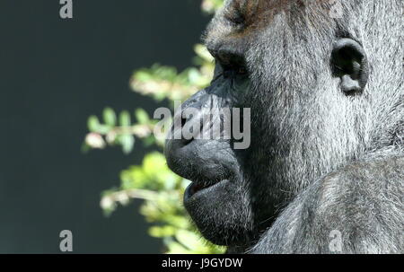 In profile closeup portrait of a mature silverback Western lowland Gorilla Stock Photo