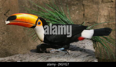 Feeding  Common, Giant  or Toco Toucan (Ramphastos toco), native to South America. Stock Photo