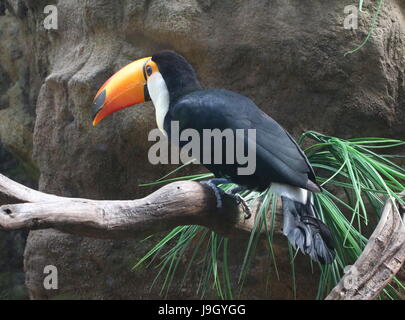 Close-up of the head of a Common or Toco Toucan (Ramphastos toco), native to South America. Stock Photo