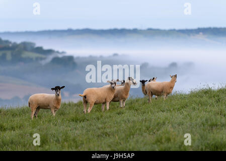 Colmers Hill, Dorset, UK. 2nd June, 2017. Sheep on a misty still dawn in west Dorset Credit: Dan Tucker/Alamy Live News Stock Photo