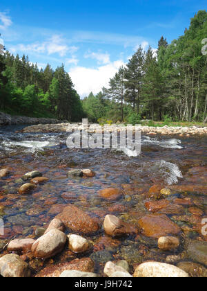 Coylumbridge, Aviemore, UK. 2nd June, 2017. Beautiful sunny day in the Cairngorms National Park. Credit: ALAN OLIVER/Alamy Live News Stock Photo