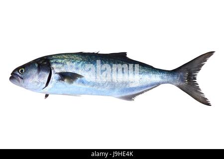 close, blue, food, aliment, travel, big, large, enormous, extreme, powerful, Stock Photo