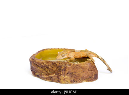 New Caledonian crested gecko (Correlophus ciliatus), also known as crested gecko, Guichenot's giant gecko, and eyelash gecko on white background Stock Photo