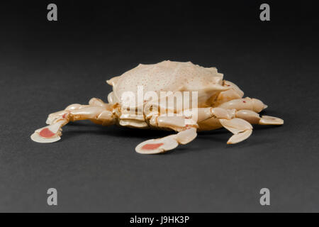 cancer, macro, close-up, macro admission, close up view, studio photography, Stock Photo