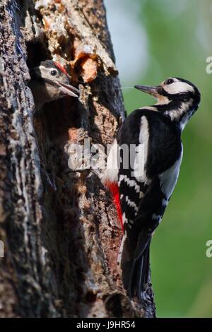 tree, cave, feeded, baum bruthhle buntspecht dendrocopos fttert ftterung hhle Stock Photo