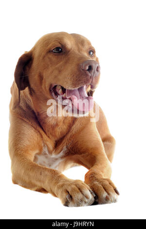 isolated, brown, brownish, brunette, pointer, dog, relaxation, studio, one, cut Stock Photo