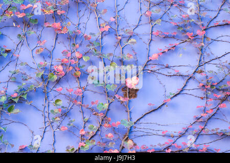 purple Wall Covered with ivy Leaves Stock Photo