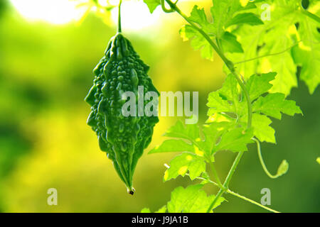 Close up one green momordica with leaf growing on a branch in field plant agriculture farm Stock Photo