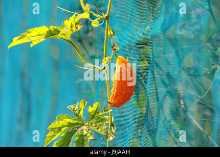 Close up one orange momordica with leaf growing on a branch in field plant agriculture farm Stock Photo