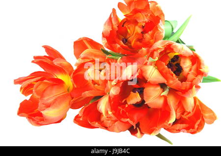 flower, plant, bloom, blossom, flourish, flourishing, elegance, flora, tulips, Stock Photo