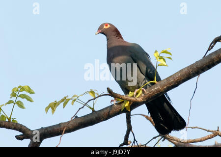 scaly-naped pigeon (Patagioenas squamosa) adult perched on branch of tree, Barbados, Caribbean Stock Photo