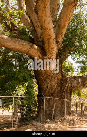 The massive tree trunk of a parota tree. The road passing by it gives an idea of how big this trunk is. Stock Photo