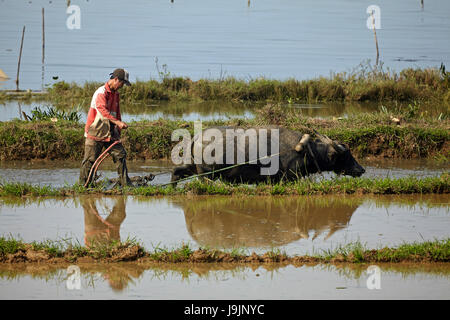 Farmer ploughing rice paddy with buffalo, near Hue, Thua Thien-Hue Province, North Central Coast, Vietnam Stock Photo