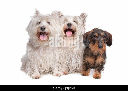 pet, isolated, pet, mammal, animals, over, look, glancing, see, view, looking, Stock Photo