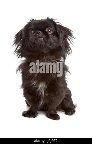 pet, isolated, animal, pet, mammal, black, swarthy, jetblack, deep black, over, Stock Photo