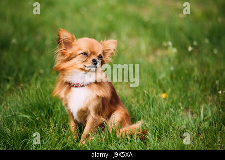 Beautiful Funny Young Red Brown And White  Tiny Chihuahua Dog Sitting On Fresh Green Grass. Summer Season. Dog Basking In The Sun Stock Photo