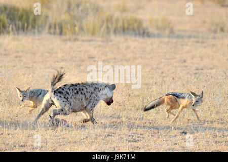 Spotted Hyena (Crocuta crocuta) and Jackal (Canis mesomelas) fighting for Thomson's Gazelle, Serengeti National Park, Tanzania.