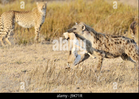 Spotted Hyena (Crocuta crocuta) with killed Thomson's Gazelle, with cheetah (Acinonyx jubatus) in background, Serengeti National Park, Tanzania Stock Photo