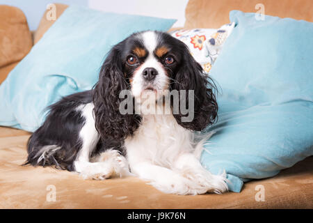 cute dog resting on the sofa Stock Photo