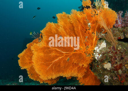 Giant orange gorgonian sea fans in full bloom hanging on a wall in the deep blue water in Similan, Thailand Stock Photo